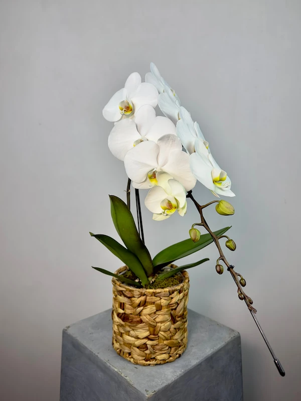 Çiçek Renkleri ve Anlamları