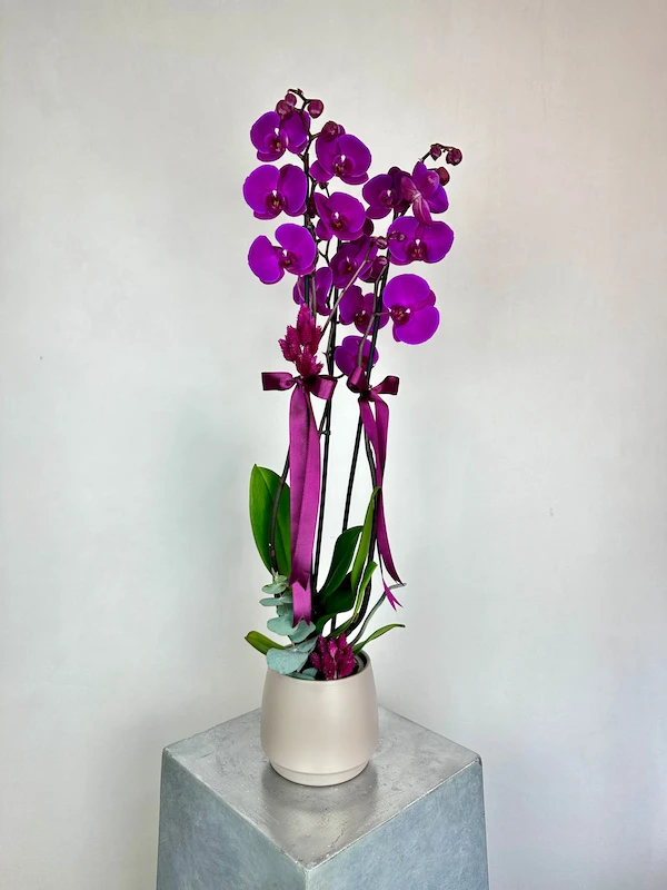 Soğuğa Dayanıklı Kış Çiçekleri