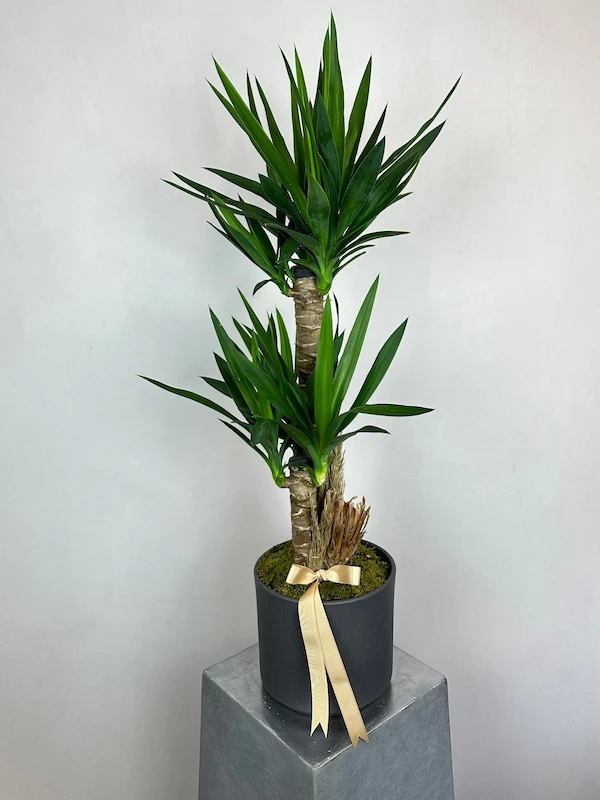 Salonunuzu Canlandıracak Bitkiler