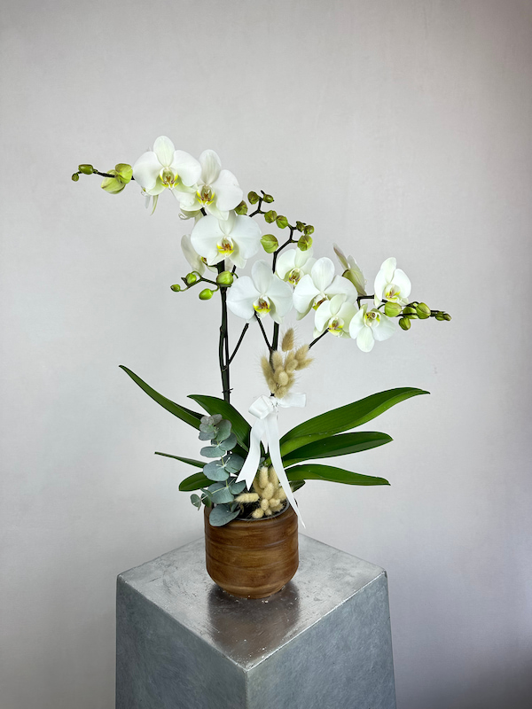Maistro 2'li Beyaz Phalaenopsis Orkide