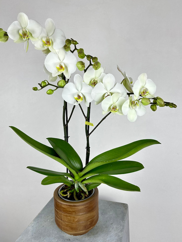 Maistro 2'li Beyaz Phalaenopsis Orkide