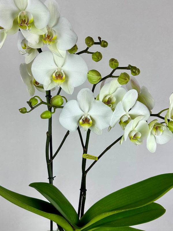 Maistro 2'li Beyaz Phalaenopsis Orkide