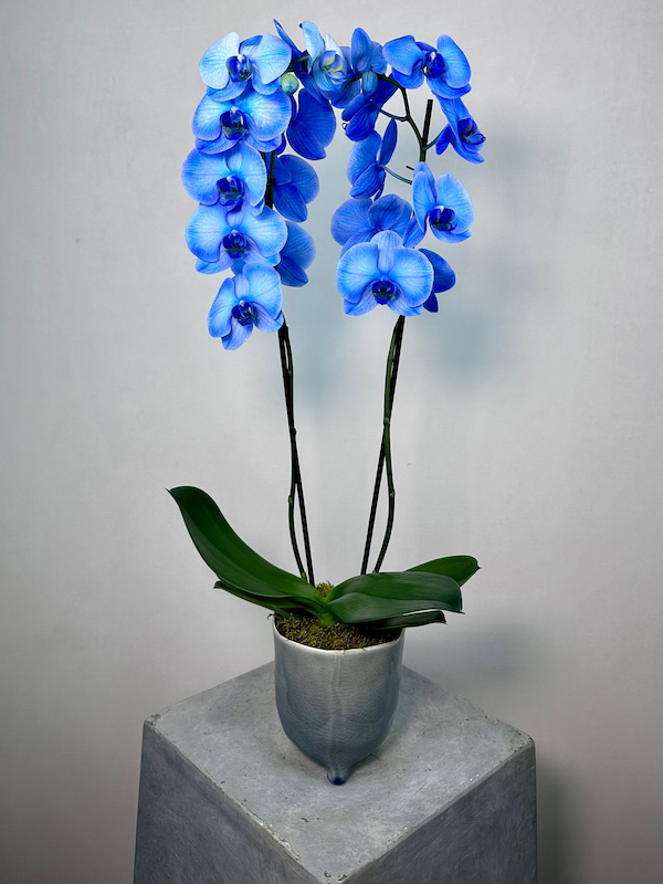 2'li Mavi Phalaenopsis Orkide