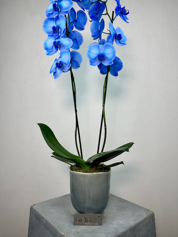 2'li Mavi Phalaenopsis Orkide