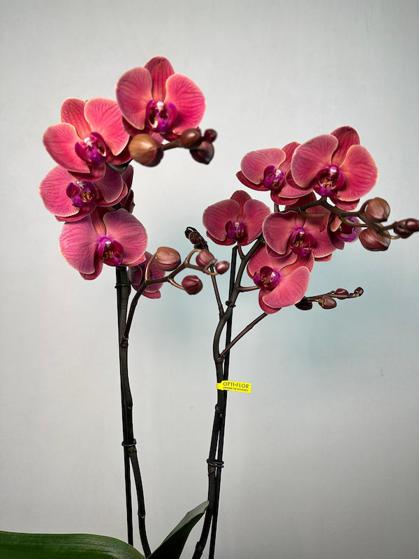 Vizon Saksıda 2'li Red Asian Orkide