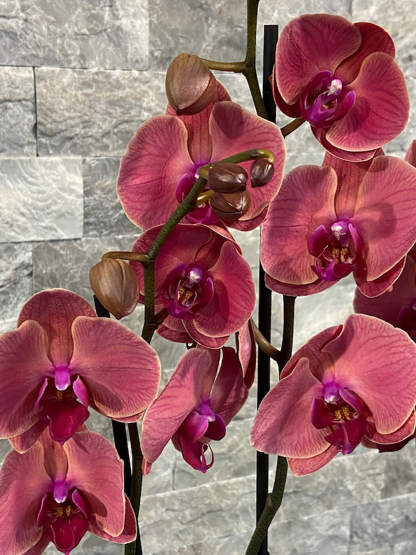 4'lü Red Asian Phalaenopsis Orkide