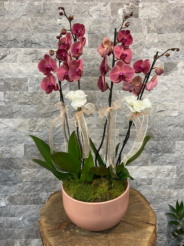 4'lü Red Asian Phalaenopsis Orkide