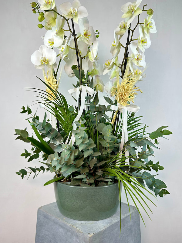 Yeşil Seramik Saksıda 5'li Beyaz Phalaenopsis Orkide