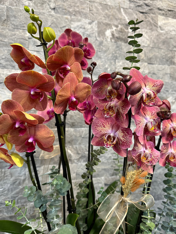 6'lı Deluxe Renkli Orkide