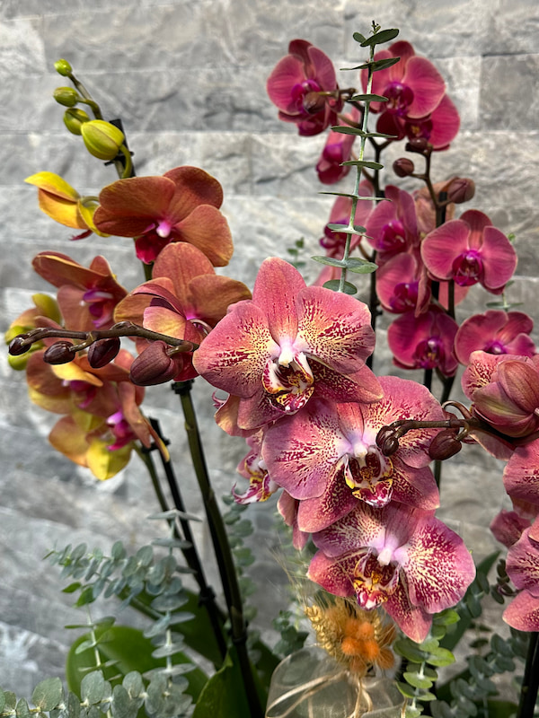 6'lı Deluxe Renkli Orkide