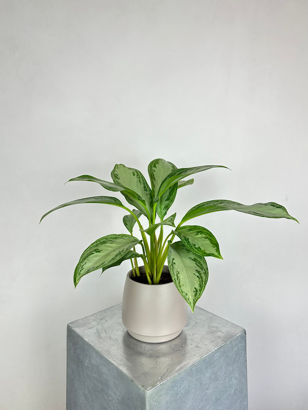 Aglaonema Silver Bay