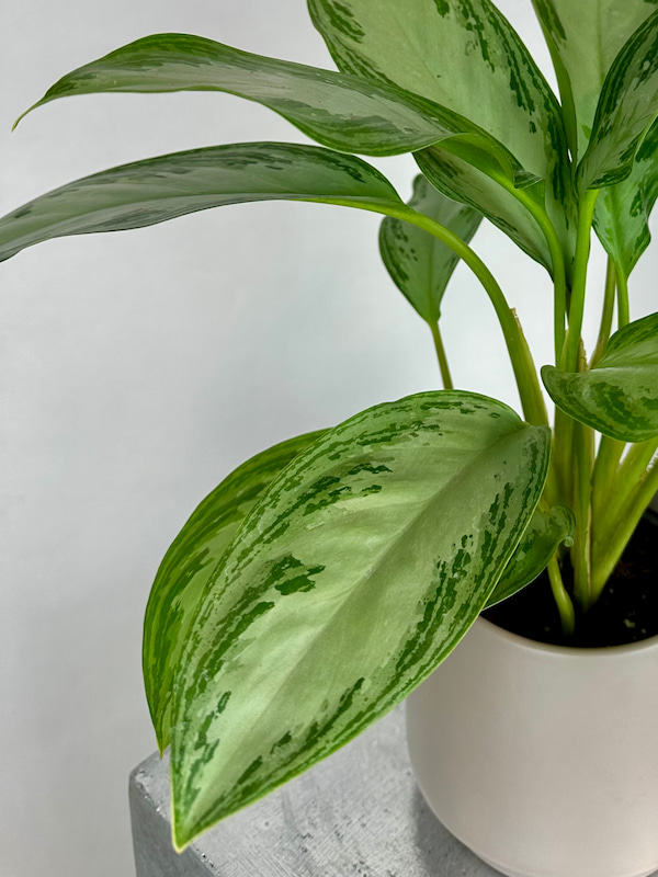 Aglaonema Silver Bay