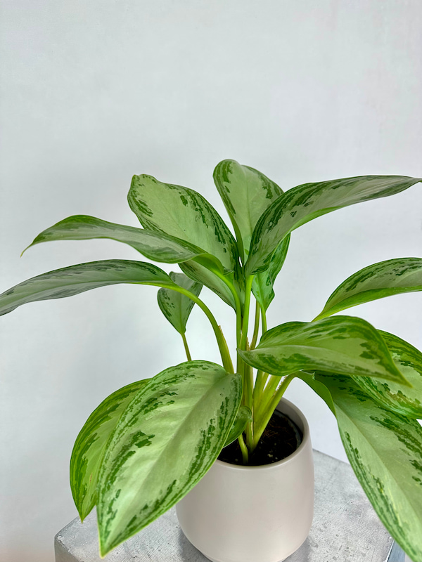 Aglaonema Silver Bay