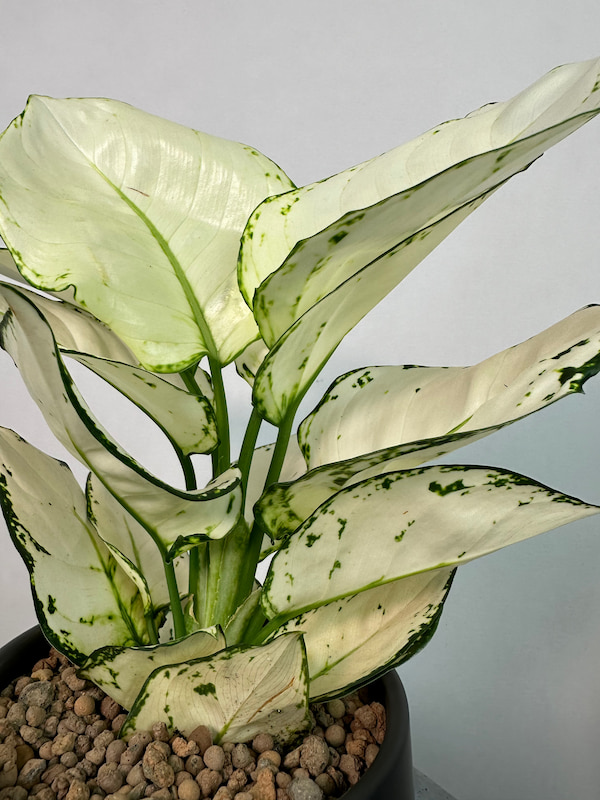 Aglaonema White Joy