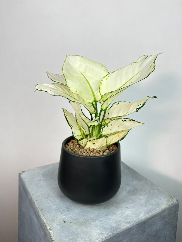 Aglaonema White Joy