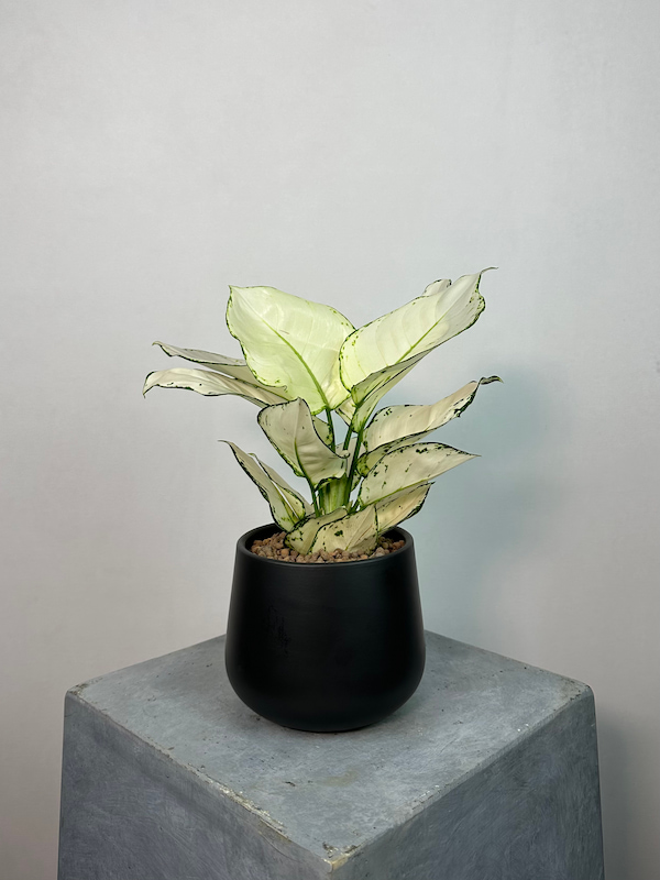 Aglaonema White Joy