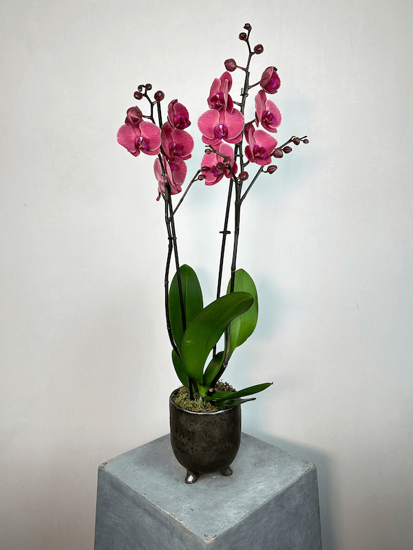 St Tropez Gri Vazoda 2'li Red Asian Orkide