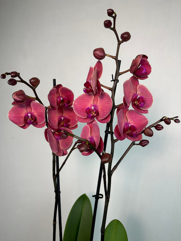 St Tropez Gri Vazoda 2'li Red Asian Orkide