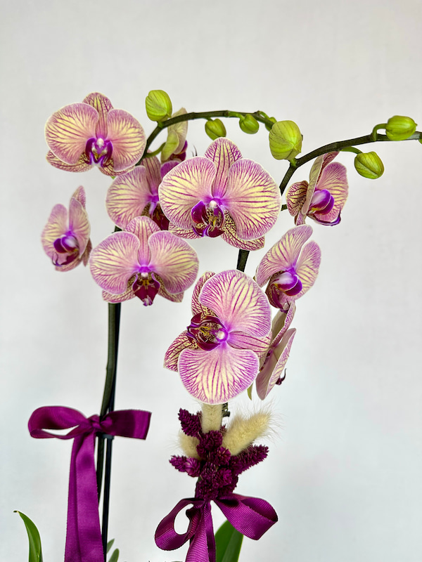 Kaleidoscope 2'li Phalaenopsis Orkide
