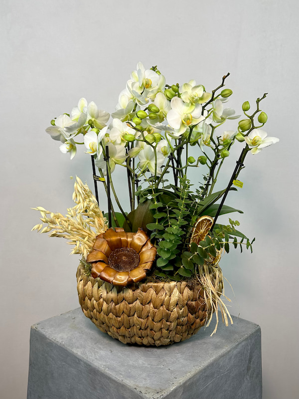 Sepette Beyaz Boquetto Orkideler