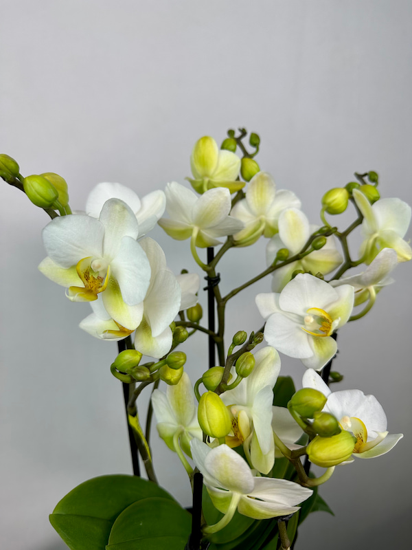 Gold Küre Vazoda Beyaz Boquetto Orkide