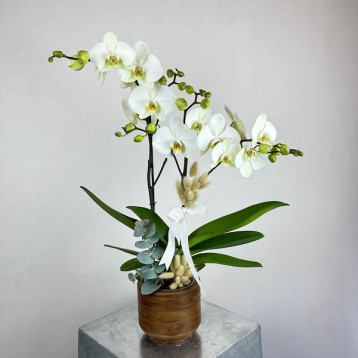 Maistro 2'li Beyaz Phalaenopsis Orkide