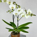Maistro 2'li Beyaz Phalaenopsis Orkide
