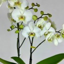 Maistro 2'li Beyaz Phalaenopsis Orkide