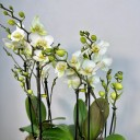 Gri Taş Saksıda Beyaz Boquetto Orkideler