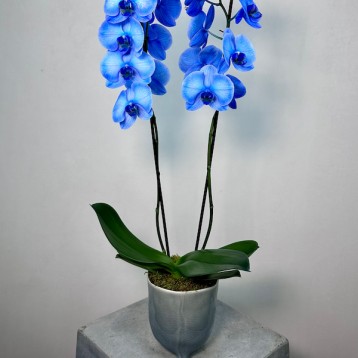 2'li Mavi Phalaenopsis Orkide