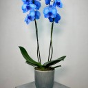 2'li Mavi Phalaenopsis Orkide
