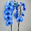 2'li Mavi Phalaenopsis Orkide