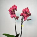 Vizon Saksıda 2'li Red Asian Orkide
