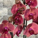 4'lü Red Asian Phalaenopsis Orkide