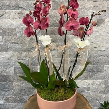 4'lü Red Asian Phalaenopsis Orkide