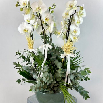 Yeşil Seramik Saksıda 5'li Beyaz Phalaenopsis Orkide