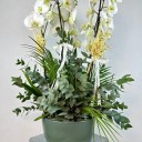 Yeşil Seramik Saksıda 5'li Beyaz Phalaenopsis Orkide