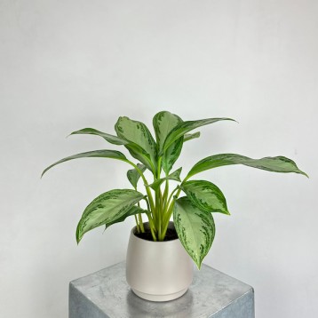 Aglaonema Silver Bay