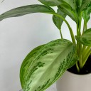 Aglaonema Silver Bay