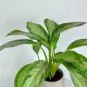 Aglaonema Silver Bay