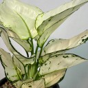 Aglaonema White Joy