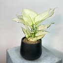 Aglaonema White Joy