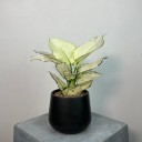 Aglaonema White Joy