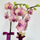 Kaleidoscope 2'li Phalaenopsis Orkide