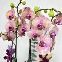 Kaleidoscope 4'lü Phalaenopsis Deluxe