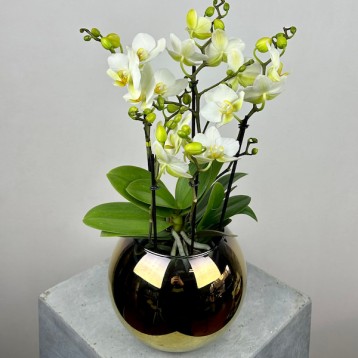 Gold Küre Vazoda Beyaz Boquetto Orkide
