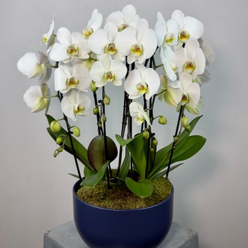 Versailles Lacivert Vazoda 4'lü Fontano Orkide