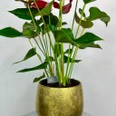 Gold Luxe Vazoda Büyük Anthurium