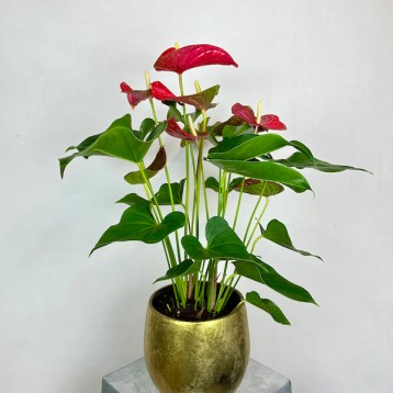 Gold Luxe Vazoda Büyük Anthurium