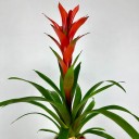 Guzmania Allura